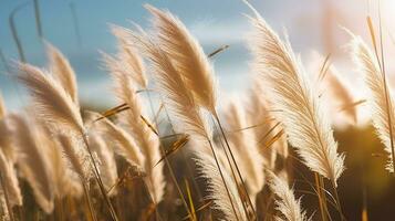 pampa gras in de zon, generatief ai foto