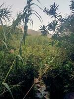 weelderig groen landschap in Marokko foto