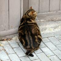 schattig dik gestreept kat zittend Aan een steen straat in de stad foto