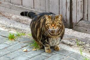 schattig dik gestreept kat zittend Aan een steen straat in de stad foto