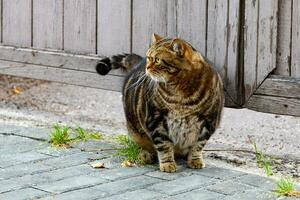 schattig dik gestreept kat zittend Aan een steen straat in de stad foto