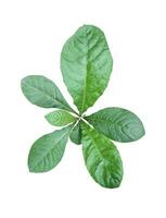 een groen blad met vier bladeren Aan het foto