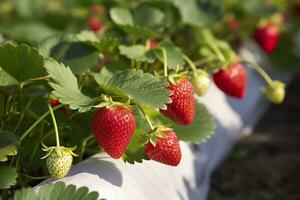 struik van rijp biologisch aardbeien in de tuin. BES detailopname. generatief ai foto