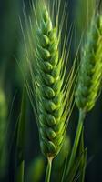 groen gerst piek detailopname, groen tarwe, vol korrel, dichtbij omhoog van een oor van onrijp tarwe, ai generatief foto