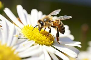 bij en bloem. dichtbij omhoog van een bij verzamelen honing Aan een madeliefje bloem Aan een zonnig dag. generatief ai foto