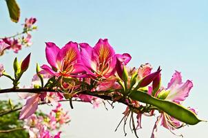 natuurlijk zomer seizoen kleurrijk bloemen in de boom met groen natuur achtergrond foto