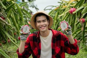 jong volwassen fruit verkoper in plaid overhemd is testen kwaliteit van draak fruit door snijden voor de helft van fruit voordat handel met tuin eigenaar in een lokaal draak fruit tuin. foto