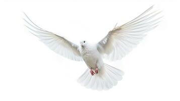 een wit duif vliegend geïsoleerd Aan een wit achtergrond. generatief ai foto