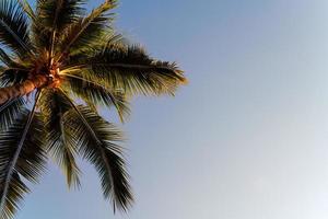 kokospalm met lege lucht en kopieerruimte foto