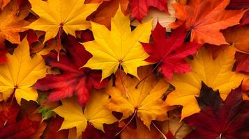 herfst esdoorn- bladeren achtergrond. rood, geel en oranje esdoorn- bladeren. foto