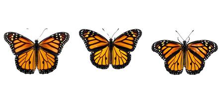 natuur monarch dier foto
