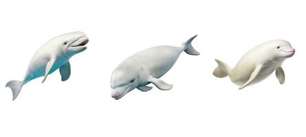 dieren in het wild beluga walvis dier foto