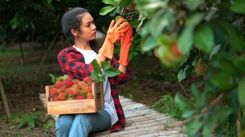 mooi jong Aziatisch meisje plukken ramboetan fruit van boom in haar tuin. foto