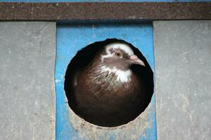 duif zittend gedurende dag poses van duif vogel foto