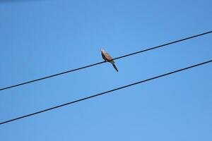 duif zittend gedurende dag poses van duif vogel foto