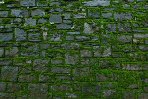 groot bedrag van groen mos Aan een steen steen muur. frontaal schot van een oud steen muur met groen mos Aan het. foto