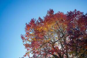 esdoorn- blad boom met natuurlijk rood bladeren en een helder blauw lucht foto