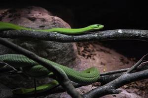 wilde groene mamba foto