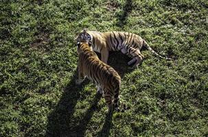 wilde tijger in de jungle foto