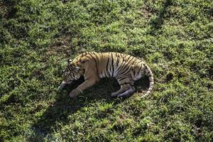 wilde tijger in de jungle foto