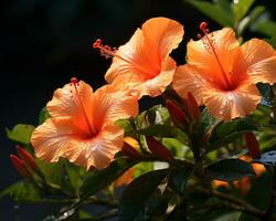 een groep van oranje hibiscus bloemen generatief ai foto