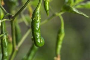 groene biologische chili peper op jonge plant op boerderij veld, oogst concept.