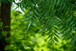 azadirachta indica - een tak van neemboombladeren. natuurlijk medicijn. foto