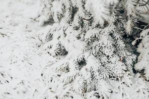 naaldbos onder sneeuw - sneeuwstorm in winterbos foto