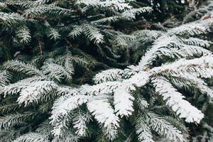 winter bos ijzige dag - naalden bedekt met witte sneeuw close-up foto
