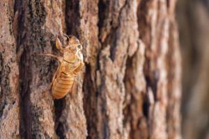 poel van cicade-insecten vervellen op dennenboom in het nationale park thung salaeng luang foto