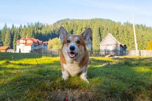 grappig portret van een corgihond buiten in het bos