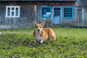 grappig portret van een corgihond buiten in het bos