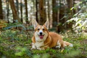 grappig portret van een corgihond buiten in het bos foto