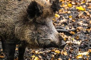 everzwijn in het bos foto