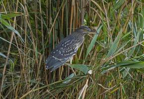 close-up van wilde vogels