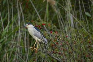 close-up van wilde vogels