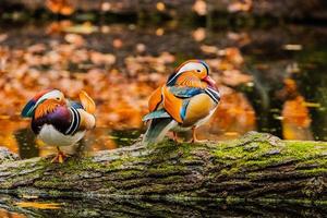 close-up van wilde vogels