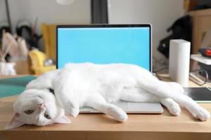 kat ontspannen op bureau foto