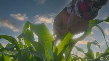 dichtbij omhoog hand- boer is onderzoeken maïs Bijsnijden planten in zonsondergang. foto