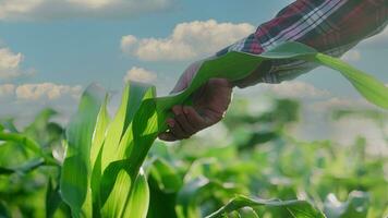 dichtbij omhoog hand- boer is onderzoeken maïs Bijsnijden planten in zonsondergang. foto