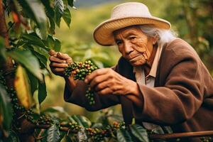oud vrouw zuiden Amerika plukken koffie van een koffie plantage Bij fram ,generatief ai foto