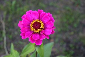 bloem van roze zinnia bevallig zinnia elegans in een bloem bed in de tuin. horizontaal detailopname foto