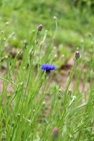 verticaal foto - een helder blauw korenbloem met meerdere bloemknoppen tegen de achtergrond van wazig gras met aarde