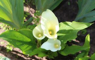 calla zantedeschia bloemen in druppels na regen Aan een bloem bed Aan een zonnig zomer dag - horizontaal foto, top visie foto