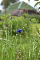verticaal foto - een helder blauw korenbloem met meerdere bloemknoppen tegen de achtergrond van gras en een dorp huis met een groen dak