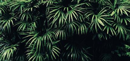 tropische groene bladachtergrond, donker toonthema. foto