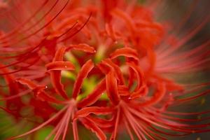 bloeiende rode spinlelie bloeit in de vroege herfst foto