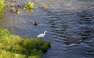 zilverreiger vogels vissen in de manzanares rivier in madrid, spanje