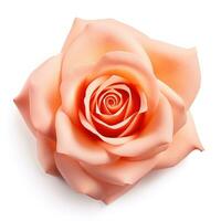 roze roos bloem geïsoleerd foto