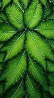 een micro groen blad achtergrond foto